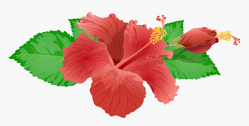 Red Flower Png Clip Art Image - Hibiscus Flower Transparent Background, Png Download, Free Download