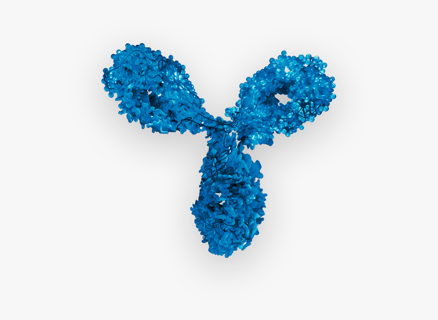 Monoclonal Antibody, Mab - Illustration, HD Png Download, Free Download