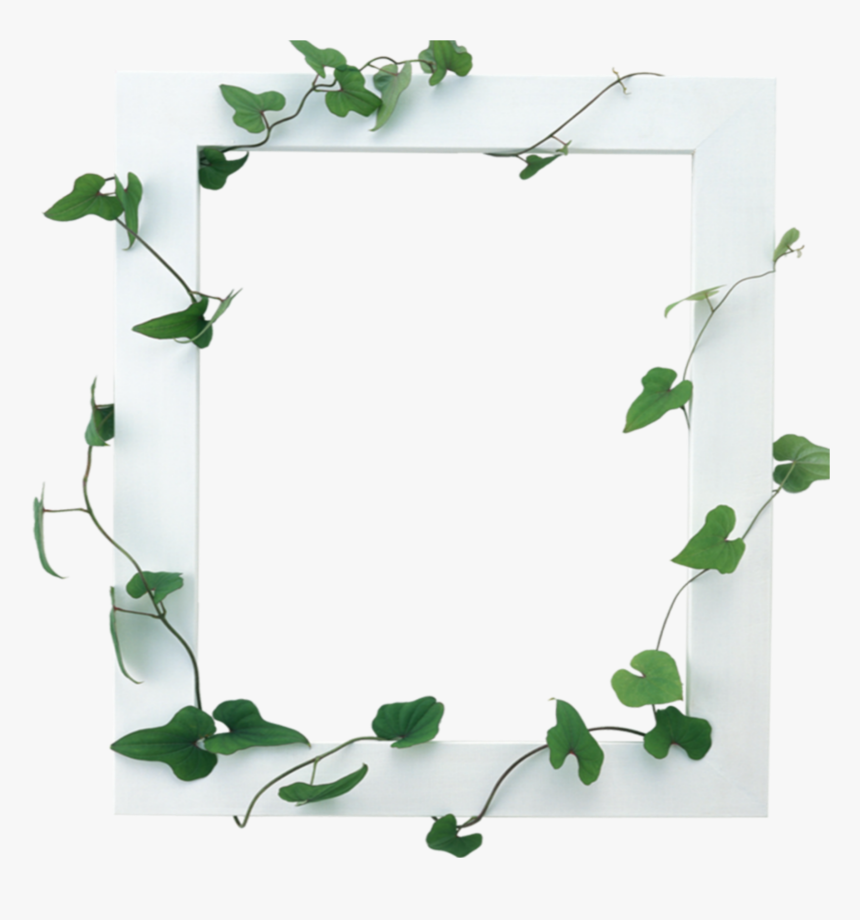 Mq White Vines Frame Frames Border Borders Border - Frames For Photoshop, HD Png Download, Free Download