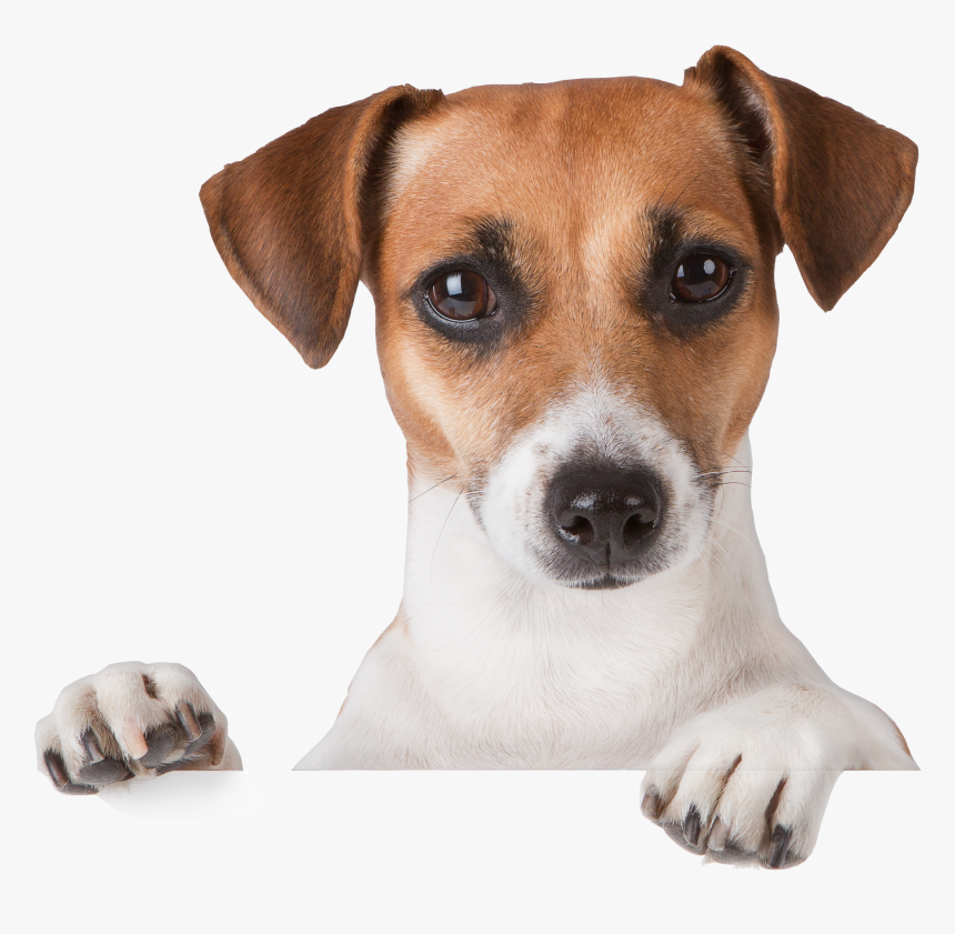 Dog Transparent Png - Jack Russell Puppies Tan And White, Png Download, Free Download