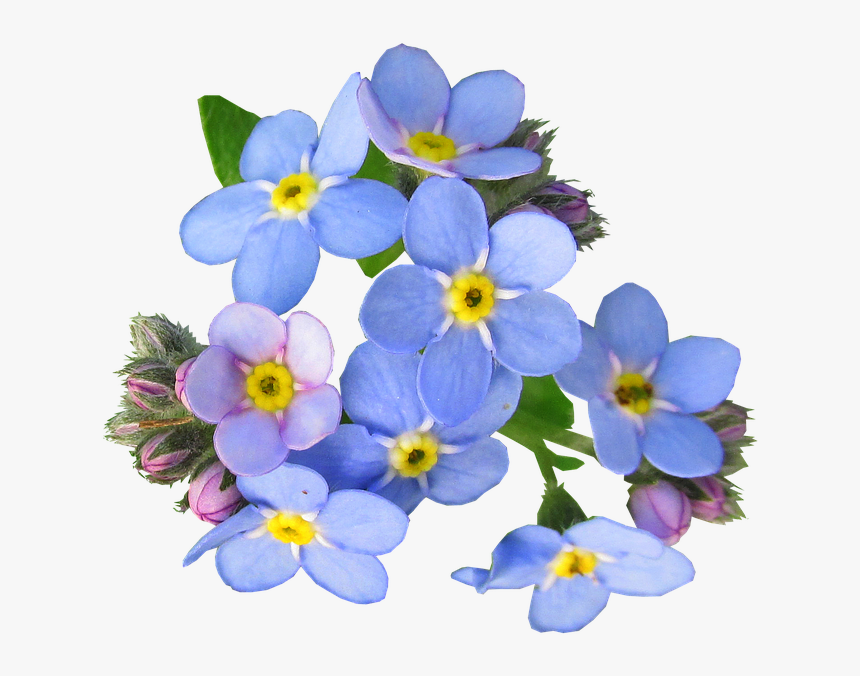 Flower,flowering Plant,alpine Forget Me Me Not,violet,borage - Forget Me Not Flower Png, Transparent Png, Free Download