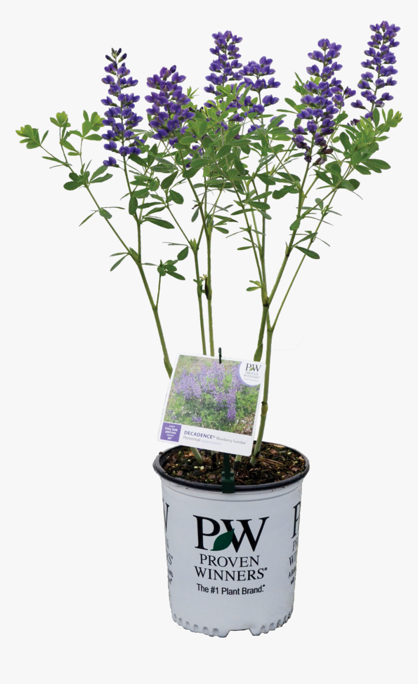 Baptisia Blueberry Sundae Container - Proven Winners, HD Png Download, Free Download