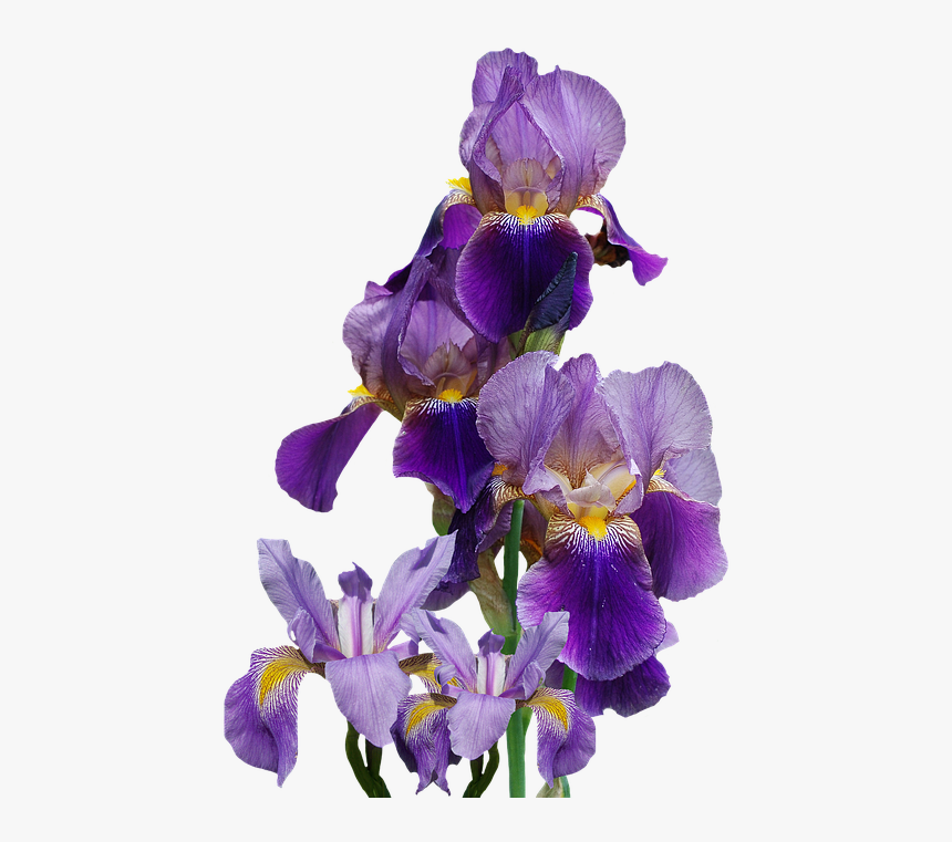 Iris, Flower, Nature, Png, Isolated, Blue, Blossom - Iris Png Flower, Transparent Png, Free Download