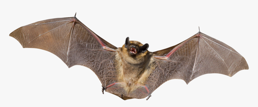 Bat Png, Transparent Png, Free Download