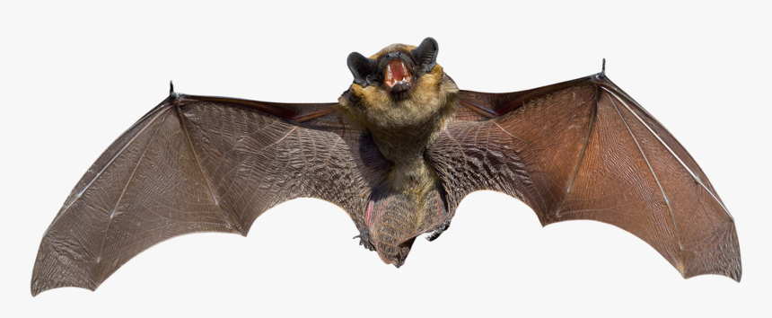 Bat Png - Bat Animal, Transparent Png, Free Download