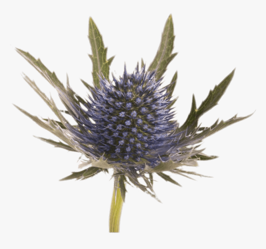 Large Blue Thistle - Blue Thistle Flower, HD Png Download, Free Download