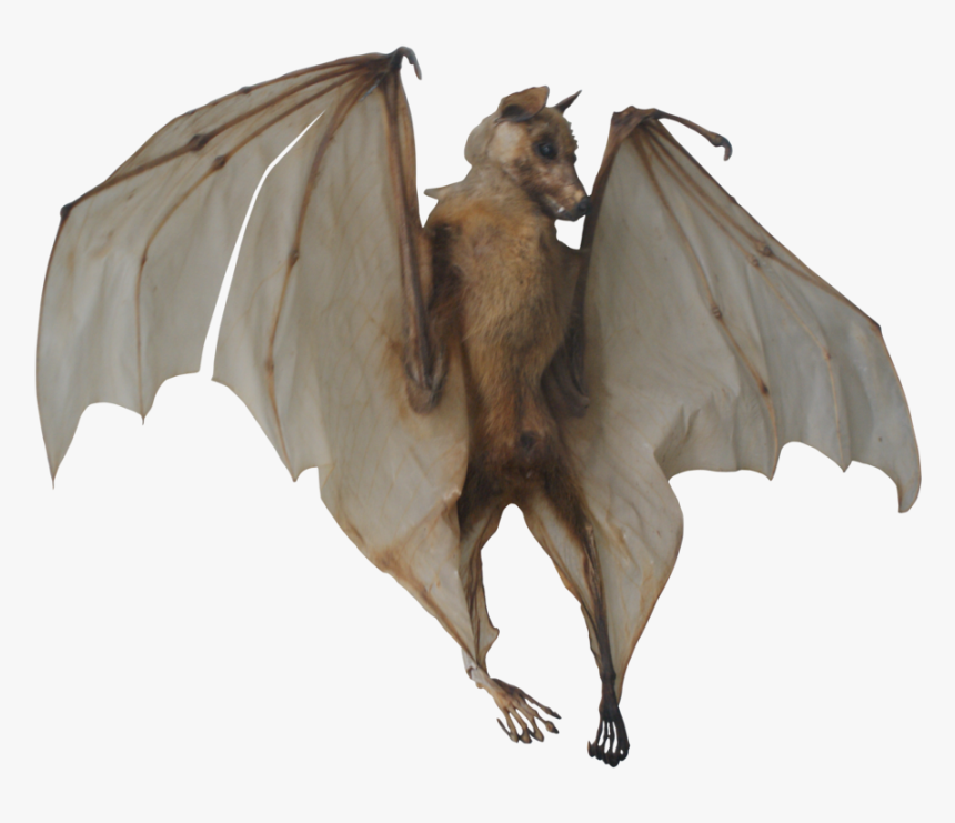 Bat, HD Png Download, Free Download