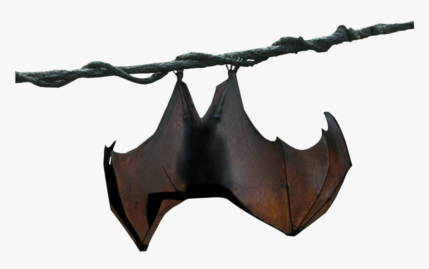 Megabat Stellaluna Animal - Hanging Bat Silhouette Png, Transparent Png, Free Download