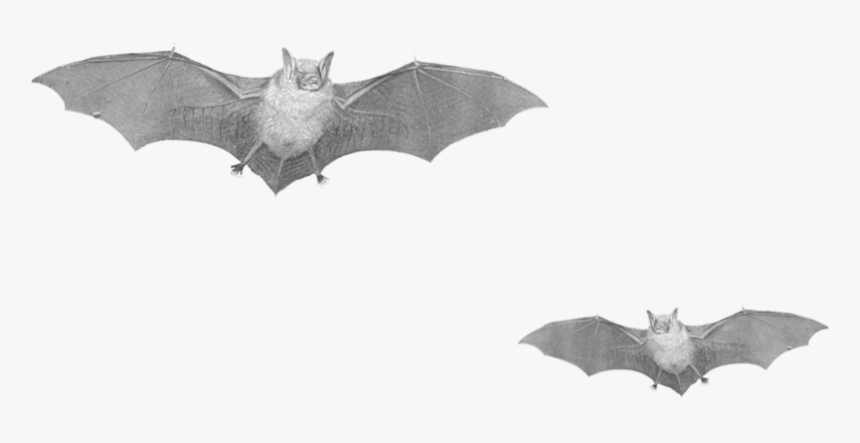 Flying Bats Png Image, Transparent Png, Free Download