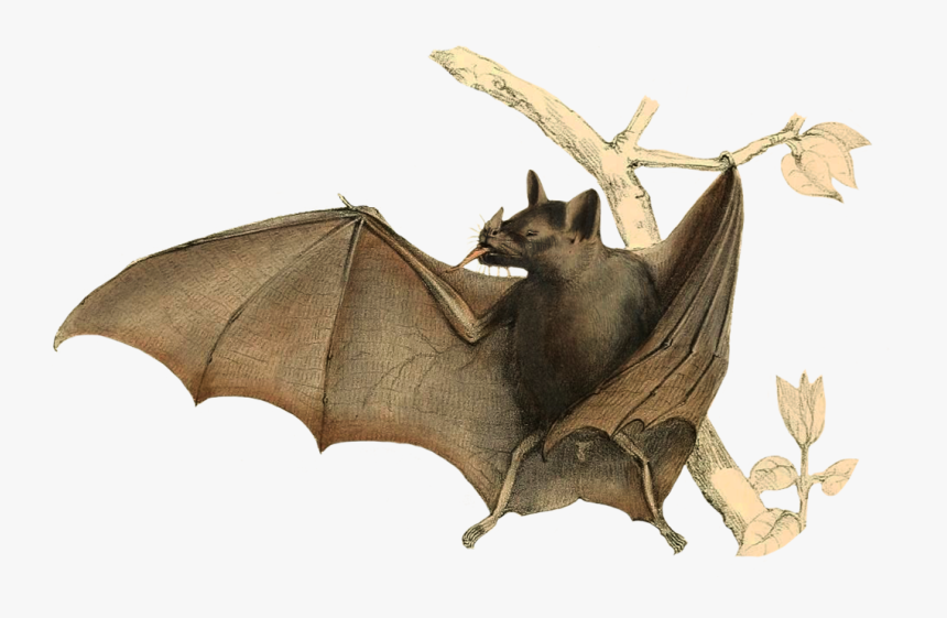 Drawing Of Bat In Tree - Bats Png, Transparent Png, Free Download