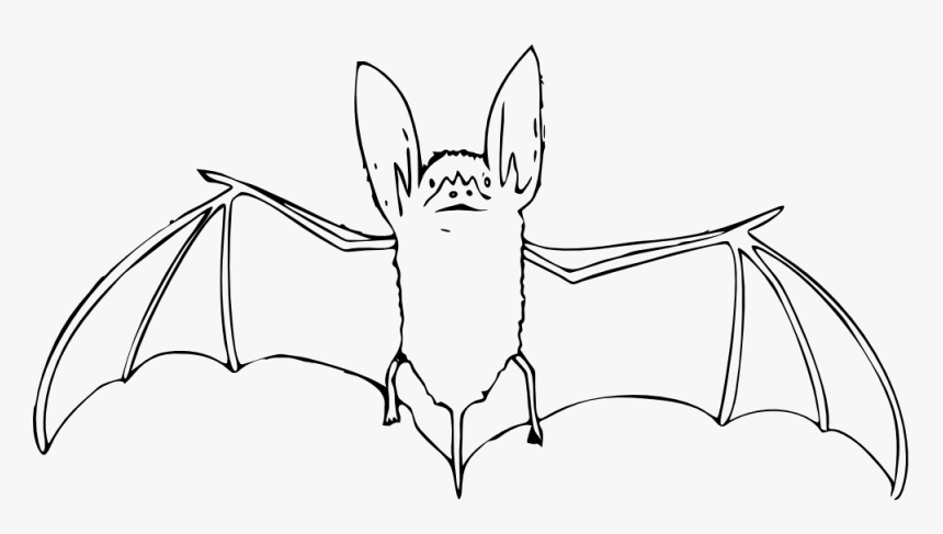 Net Clip Art Bat Black White Art Elish Halloween Svg - Bats Black And White, HD Png Download, Free Download