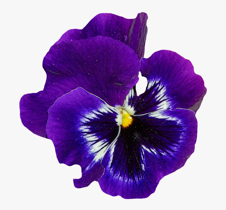 Pansy, Spring, Flower, Blossom, Bloom, Blue, Plant - Violet Flower No Background, HD Png Download, Free Download