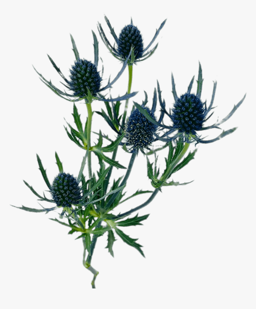 Blue Thistle - Blue Thistle Png, Transparent Png, Free Download
