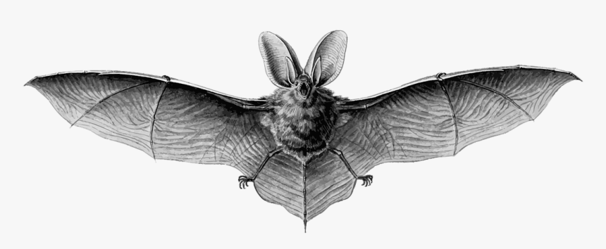 Bat Black And White, HD Png Download, Free Download