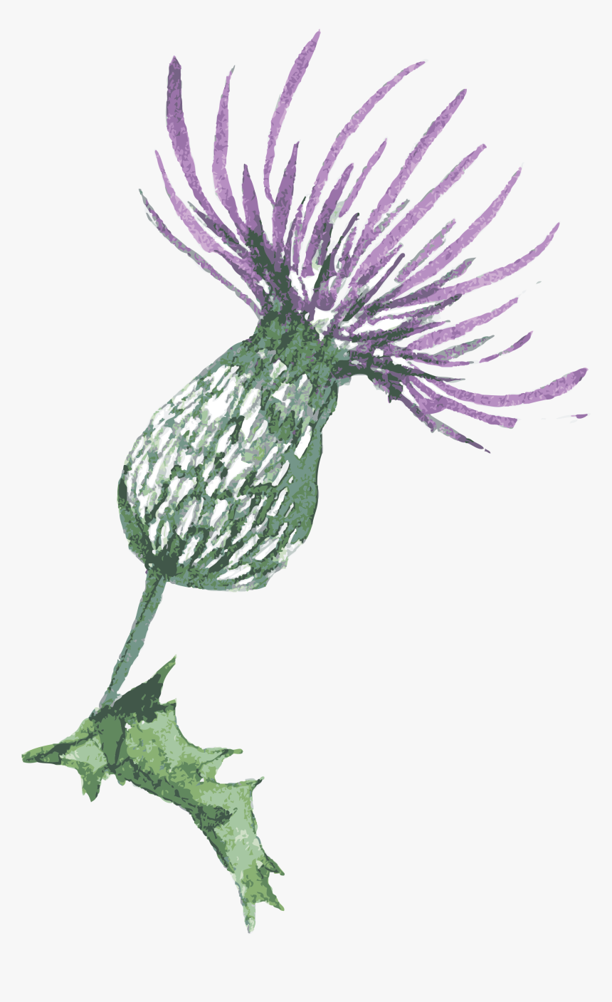 Blue Thistle Flowers Png Transparent Background - Scottish Thistle Drawing Simple, Png Download, Free Download