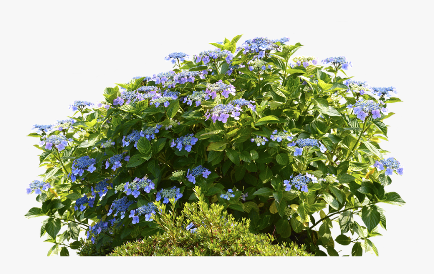 Morning Glory Family - Hydrangeas Png, Transparent Png, Free Download