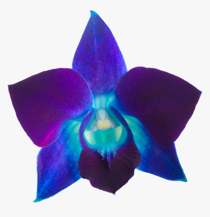 Orchid Transparent Blue - Transparent Flower Purple Blue, HD Png Download, Free Download