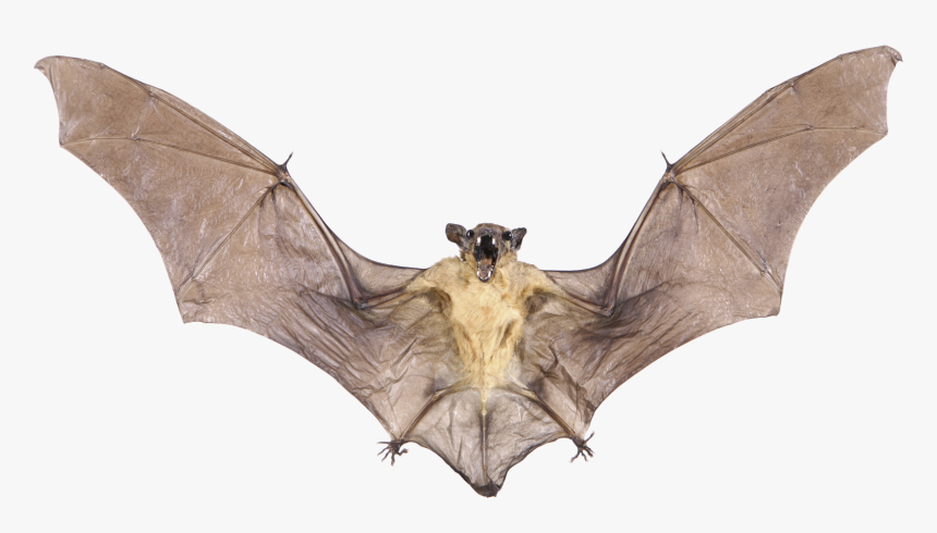 Real Bat Png Image With Transparent Background - Real Bat Png, Png Download, Free Download