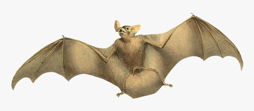 Image Of Flying Bat - Vampire Bats Png, Transparent Png, Free Download