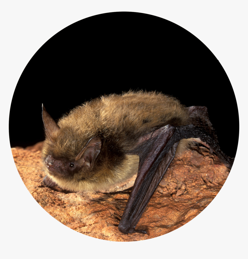 Photo Courtesy Of Bat Conservational International - Vampire Bat, HD Png Download, Free Download