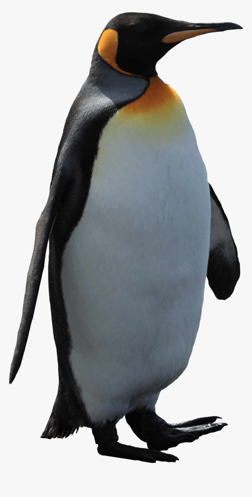 Penguin Transparent Background, HD Png Download, Free Download