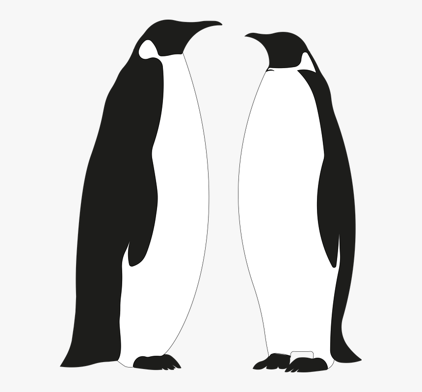 Penguin, Penguins, Bird, Cute, Wildlife, Cold, Animals - Adã©lie Penguin, HD Png Download, Free Download