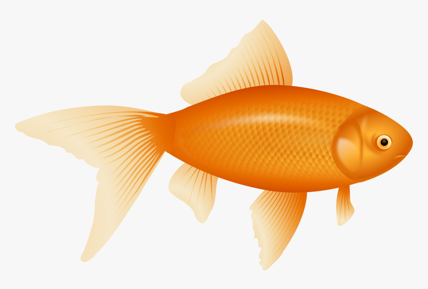 Example Image Of A Fish - Example Of Png File, Transparent Png, Free Download