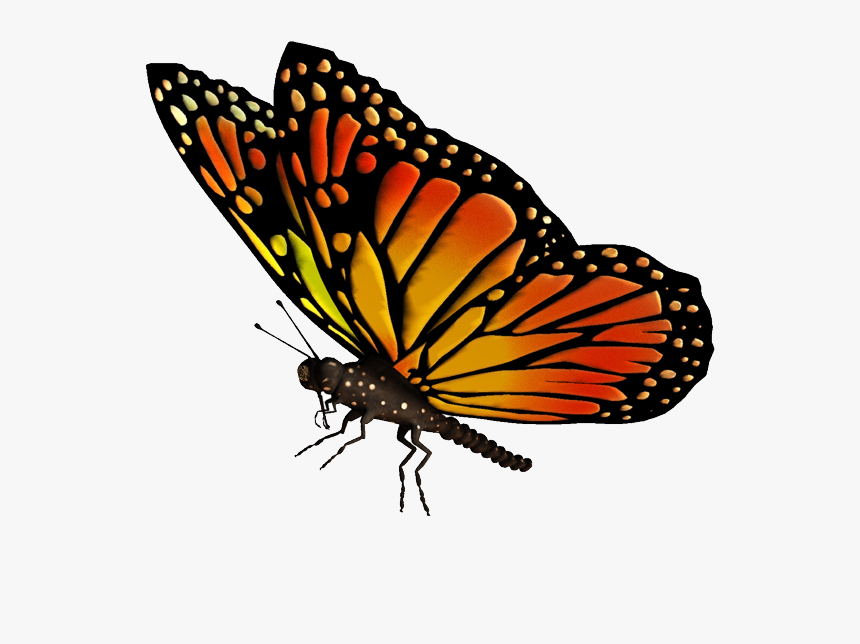 Download Flying Butterflies Transparent Png - Monarch Butterfly Transparent Background, Png Download, Free Download