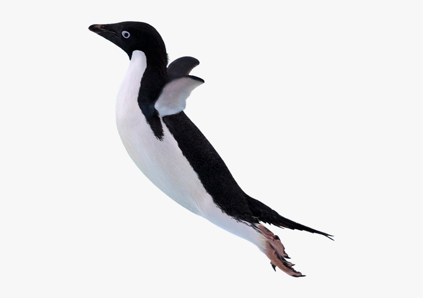 Пингвин, Императорский Пингвин, Морская Птица, Penguin, - Believe I Can Fly Funny, HD Png Download, Free Download