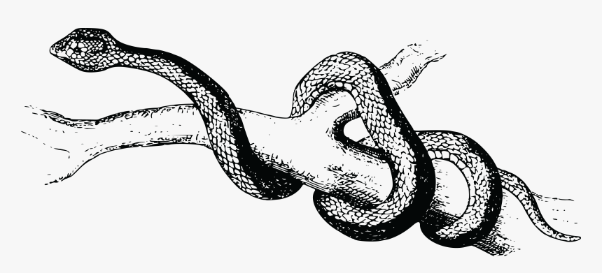 Spearhead Snake - Black And White Snakes Transparent, HD Png Download, Free Download