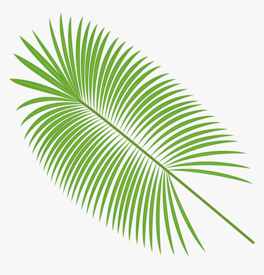 Palm Leaves Vector Material Transparent Background Palm Leaf Png Png Download Kindpng