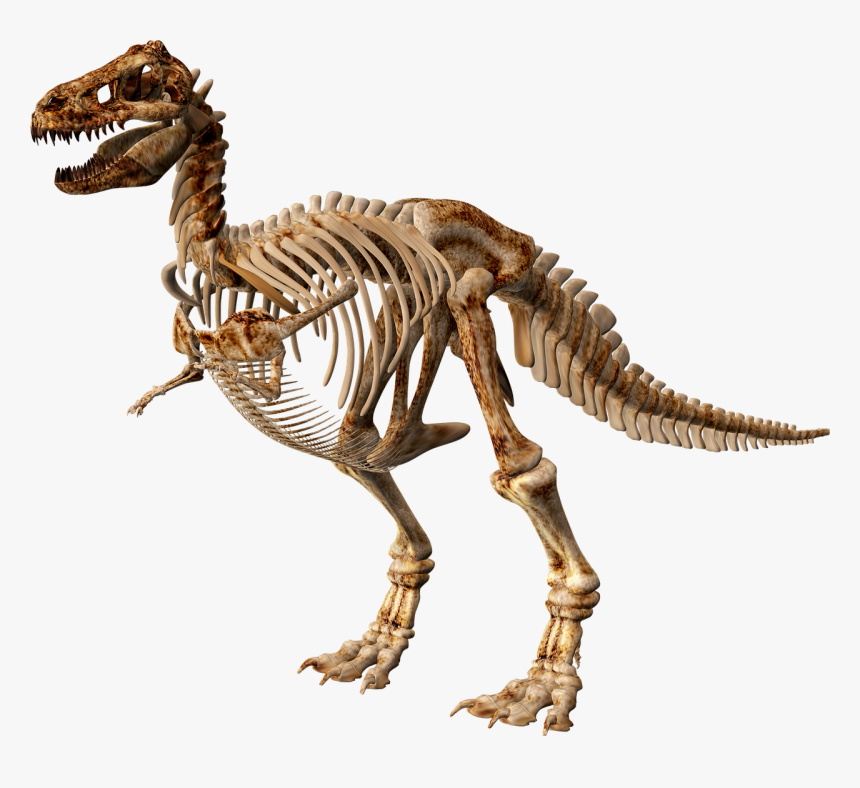 T Rex Dinosaur Skeleton, HD Png Download, Free Download