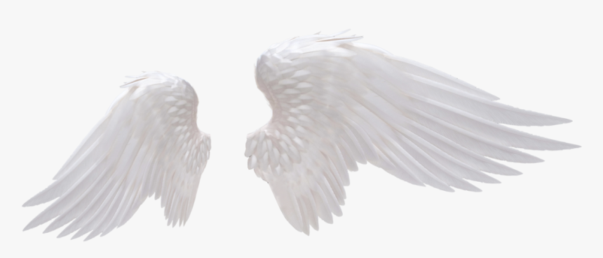 White Wings Transparent, HD Png Download, Free Download