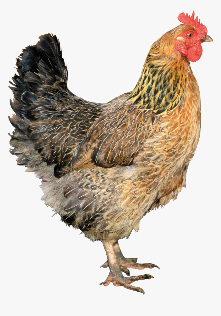 Brown Chicken, HD Png Download, Free Download