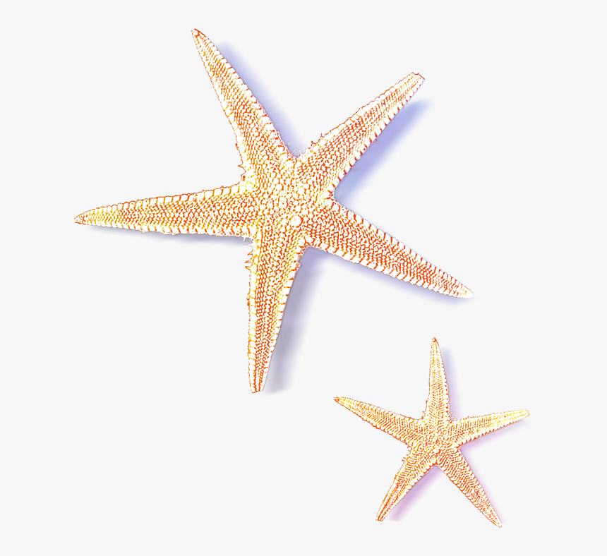 Starfish Png Download, Transparent Png, Free Download