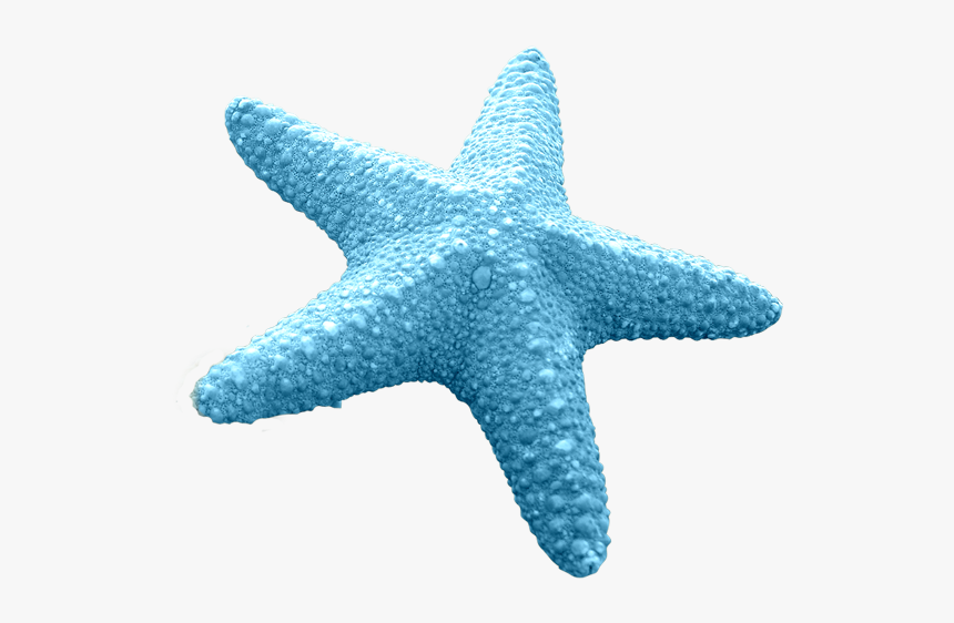 Star Fish Png, Transparent Png, Free Download