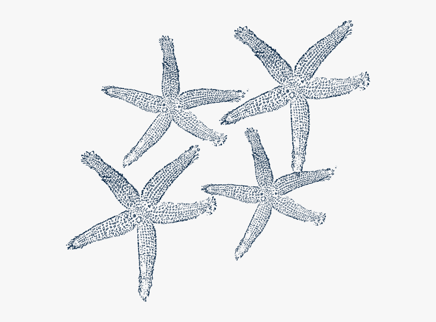 Starfish Prints 4 Svg Clip Arts, HD Png Download, Free Download