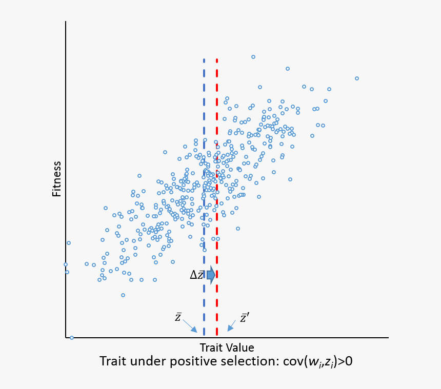 Example Of Price Equation For A Trait Under Positive - Plot, HD Png Download, Free Download