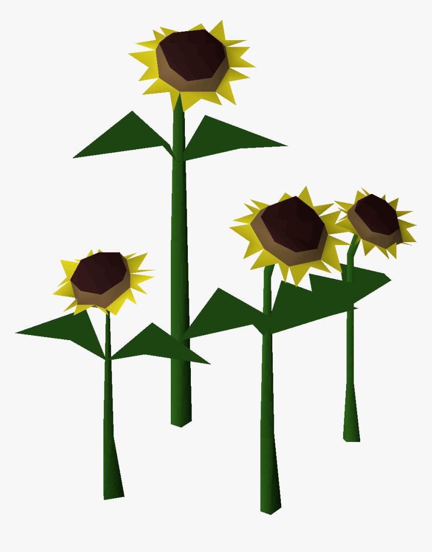 Sunflower, HD Png Download, Free Download