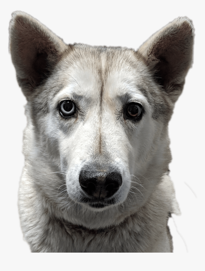 Tamaskan Dog, HD Png Download, Free Download