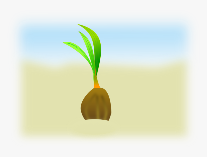 Plant,flower,leaf - Coconut Seedling Clipart, HD Png Download, Free Download