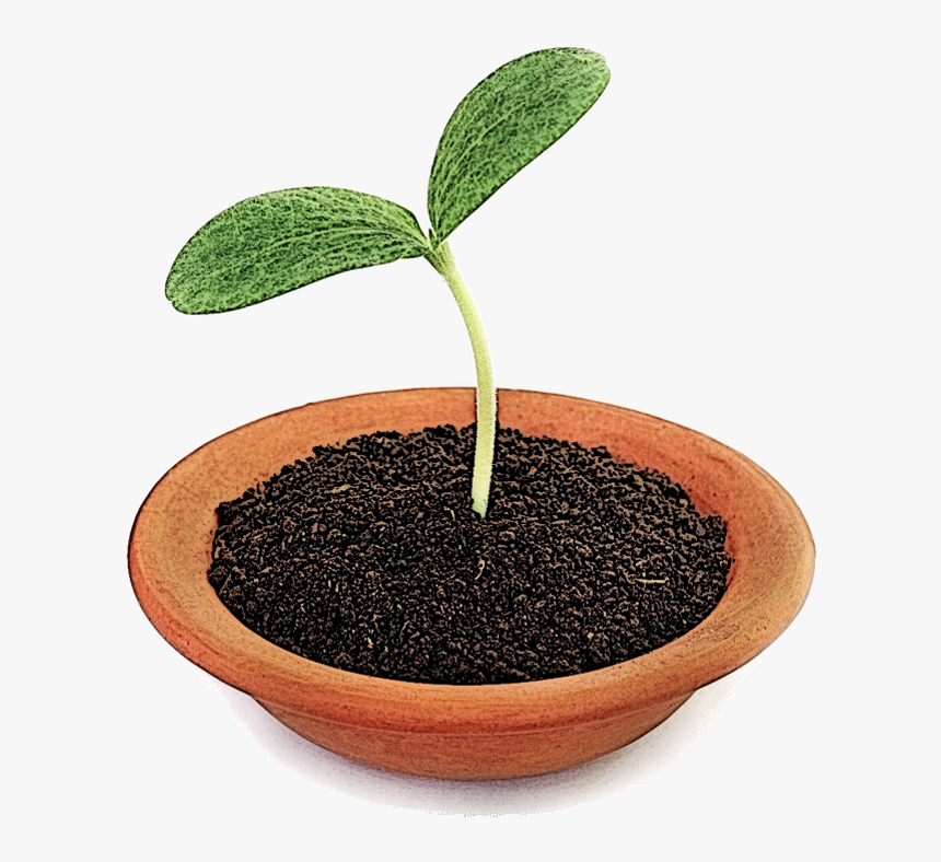 Seedling Png, Transparent Png, Free Download