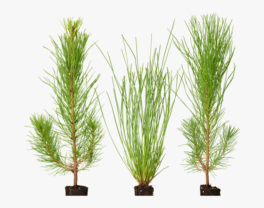 Loblolly Pine Sapling, HD Png Download, Free Download
