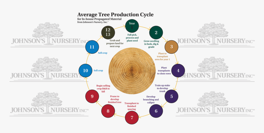 Tree Cycles Plant Production Stages Seedling Balled - Eid Al Adha 2019 Greetings, HD Png Download, Free Download