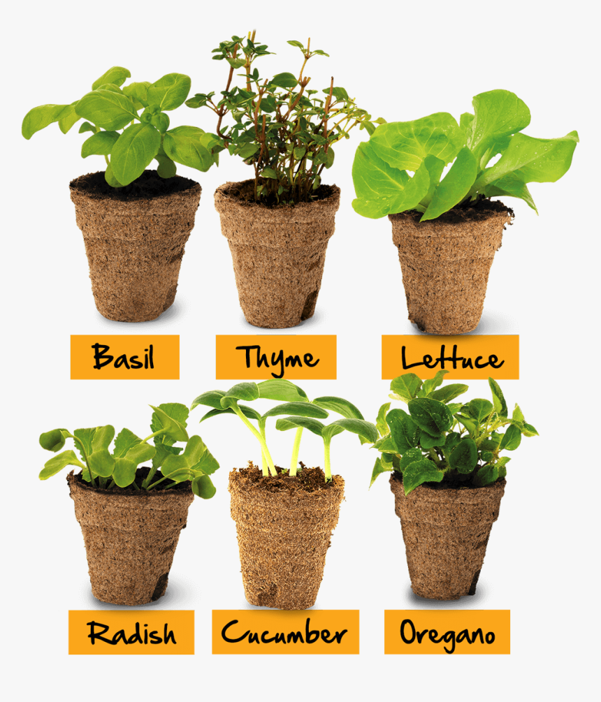 Row Of Pots - Flowerpot, HD Png Download, Free Download