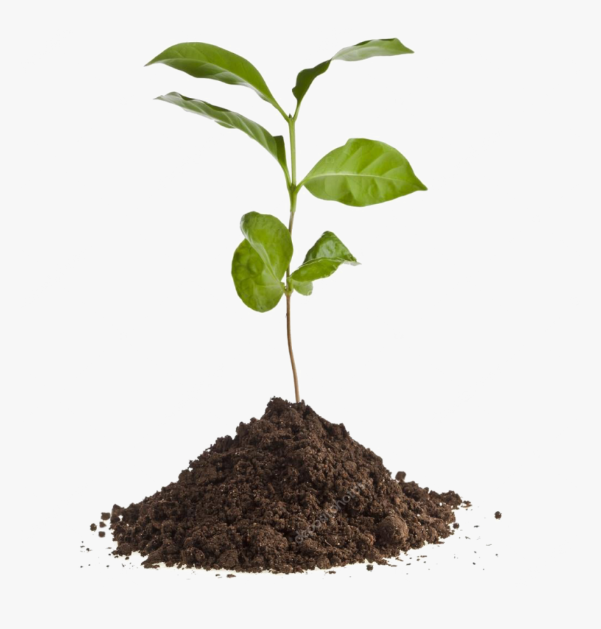 Depositphotos 13839825 Stock Photo Coffee Plant Seedling - Tree Seedling Png, Transparent Png, Free Download