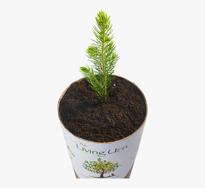 Living Urns, HD Png Download, Free Download