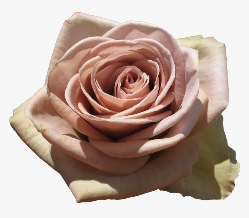 Dusty Pink Roses Png, Transparent Png, Free Download