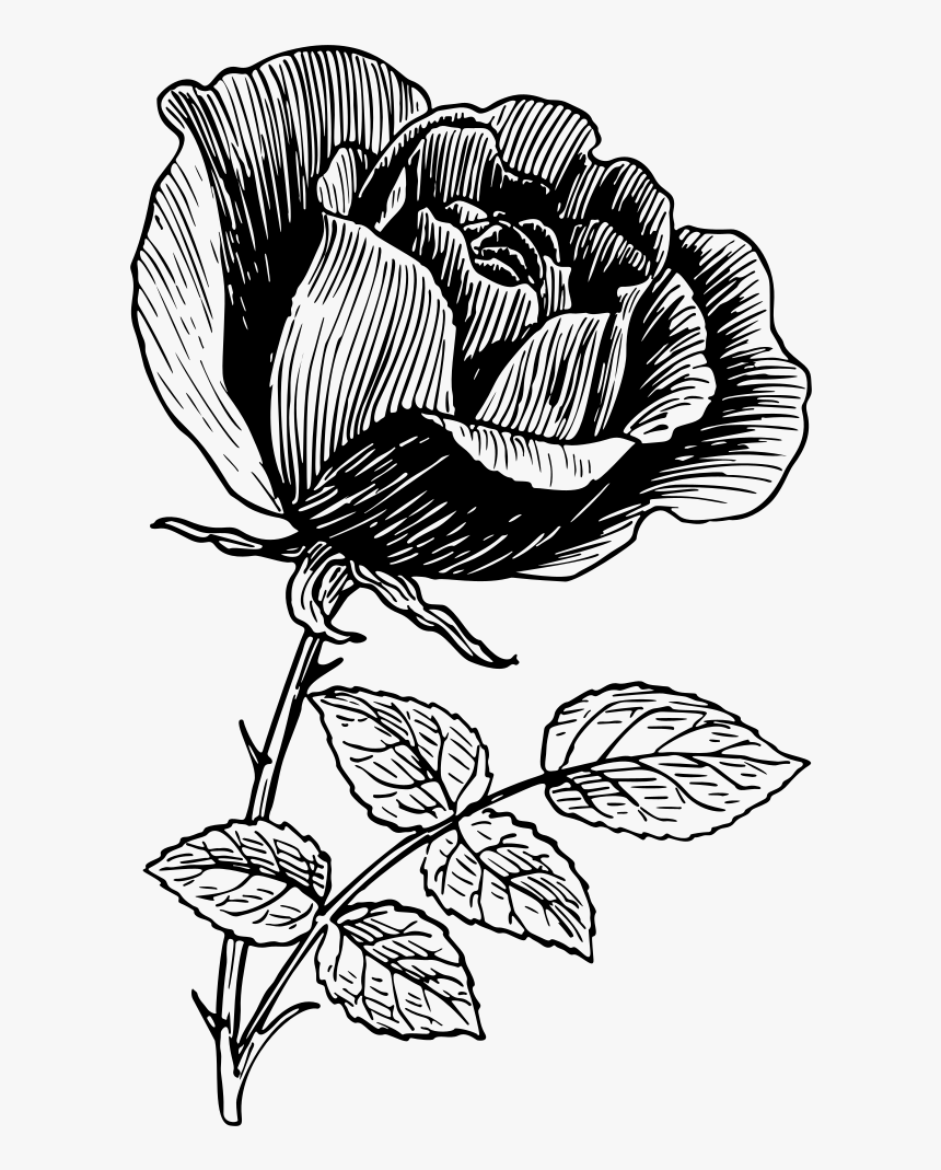 Vintage Rose Line Art, HD Png Download, Free Download