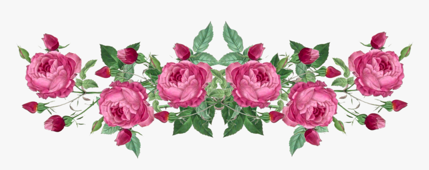 Ranunculus Drawing Cabbage Rose - Vintage Pink Rose Border, HD Png Download, Free Download